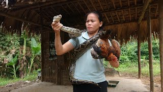 Big Pythons Eat Chickens, Mmmediately Create Traps To Catch Big Pythons At The Farm