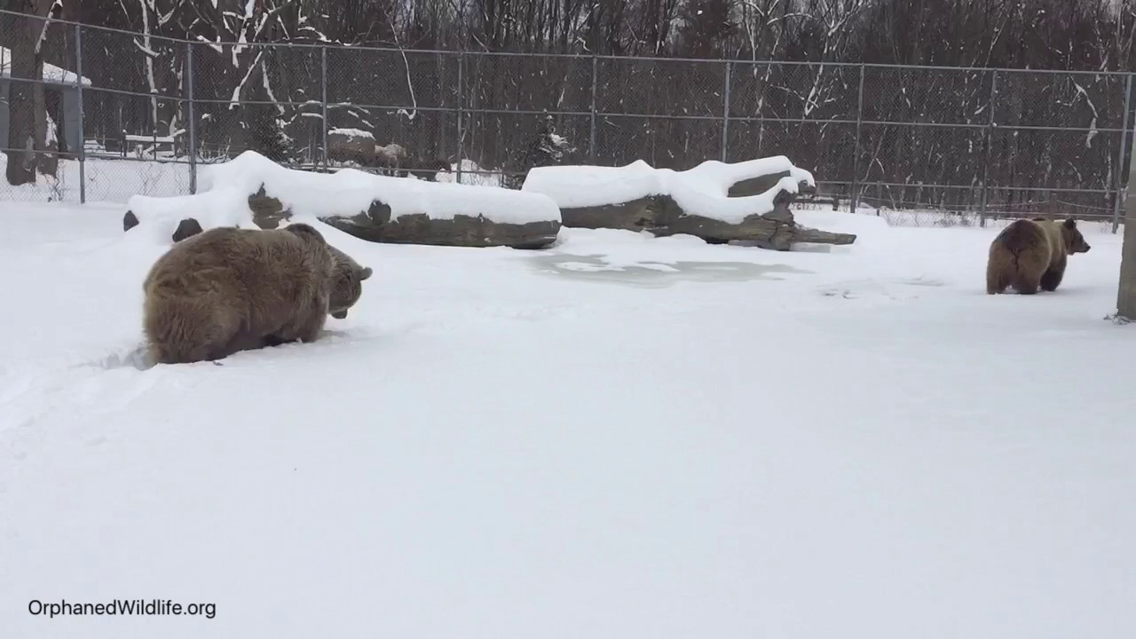 profit and loss statement Jenny and Amy after the snowfall last week!
