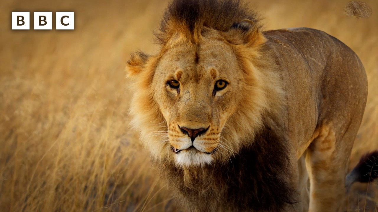 How does a lion survive with a broken leg? | Big Cats 24/7 Series 2 – BBC