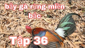 bẫy gà rừng miền bắc || tập 36 || wild chicken trap