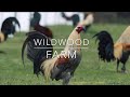 ‼️LA MEJOR GRANJA DE CALIFORNIA WILDWOOD FARM‼️