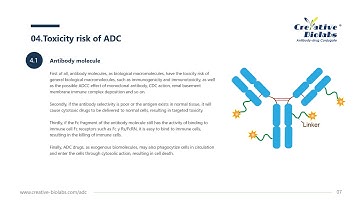 What is ADC? - Creative Biolabs