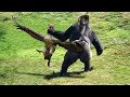This eagle messed with the wrong opponent