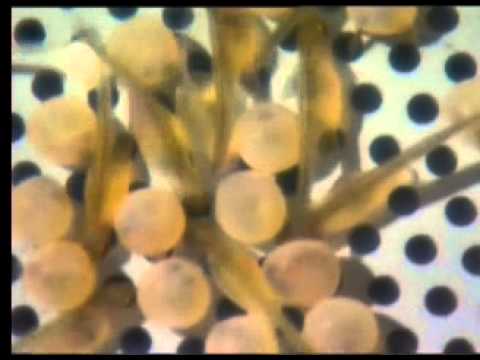 Image du reportage Reportage de France 3 Corse sur la truite macrostigma. (Truitecorse)