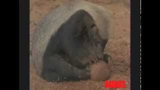 Honey Badger Narrates: Honey Badgers' Nastyass Diet