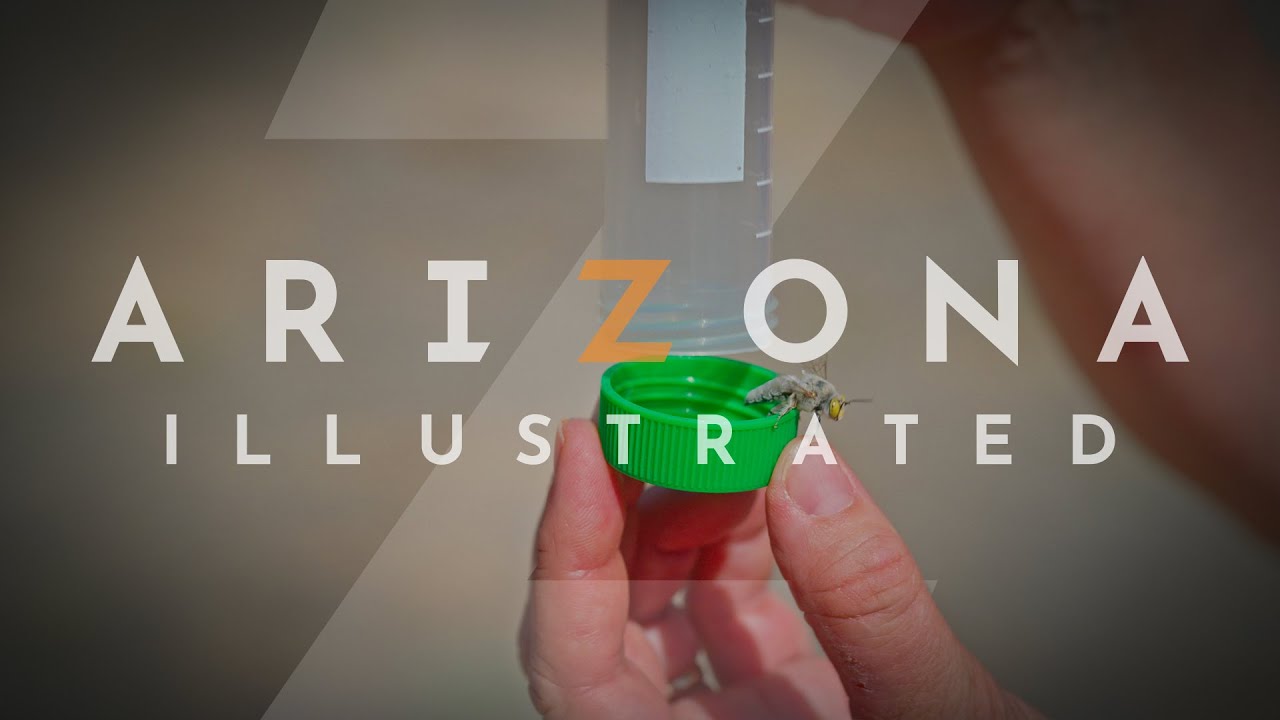 Arizona Illustrated 1003 - Sonoran Desert Bees, Blue Lotus Gallery, Theodore Buchholz, Desert Fern