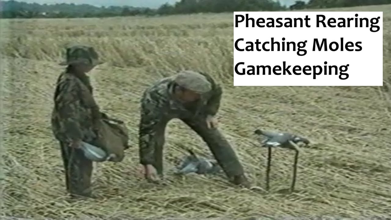 Sussex Gamekeeping Mole Catching Pheasant Rearing Short Documentary