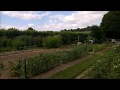 Le potager Juin 2017