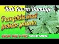 Hail Storm Damage ! - Potato and Pumpkin Plants