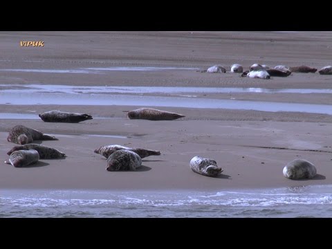 Fahrt zur Seehundsbank Büsum