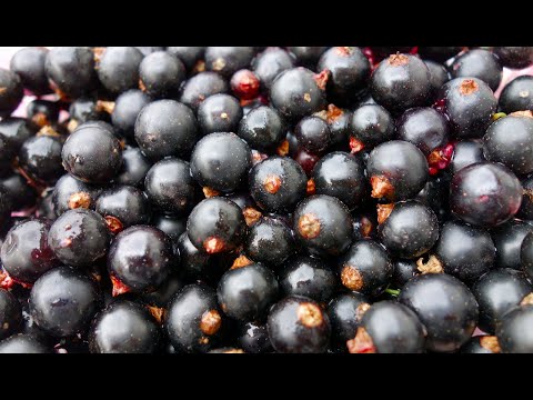 Video: Fig: Nyttige Egenskaber Ved En Vinbær