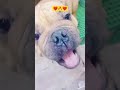 Rare Dog Amazing❤️