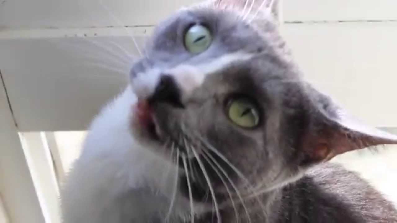droid phones Kitty Cat Talks About the Bandits Stealing Bird Seed Outside His Window