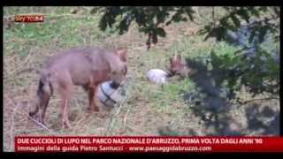 I lupacchiotti del Parco Nazionale conquistano tutta l&#39;Italia