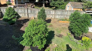 2024 Outdoor Cannabis Grow Update 7/9/24; Armbar; Platinum Ares; Zombie Death Fuck; Tropicana Cookie