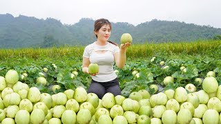 Harvesting Pear Melon (DUA LE) Goes to countryside market sell  weeding | My Bushcraft / Nhất