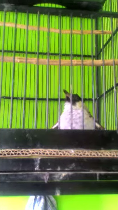 KUTILANG NGGARUDA ISIAN KACER