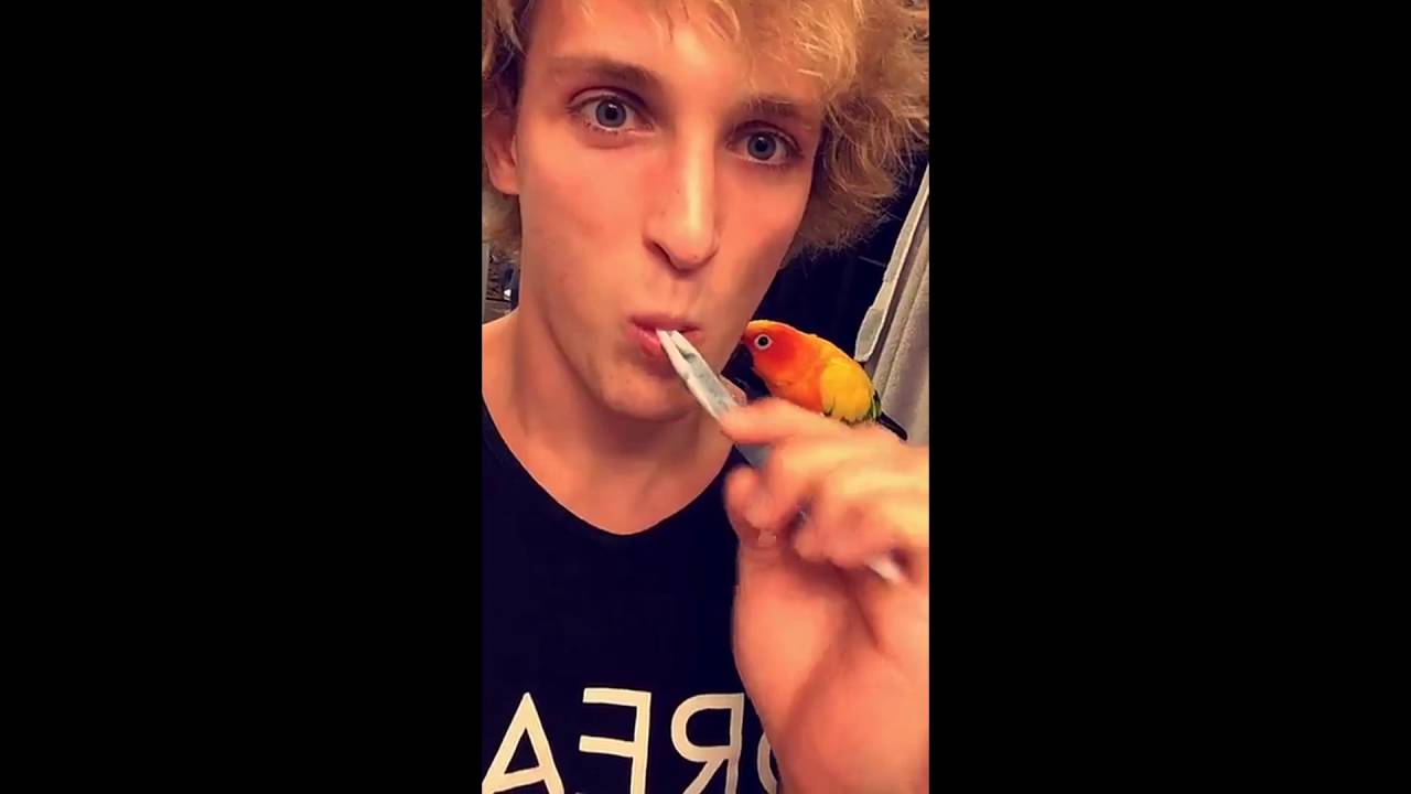 Logan Paul Snapchat Story 11 20 August 2016 Youtube