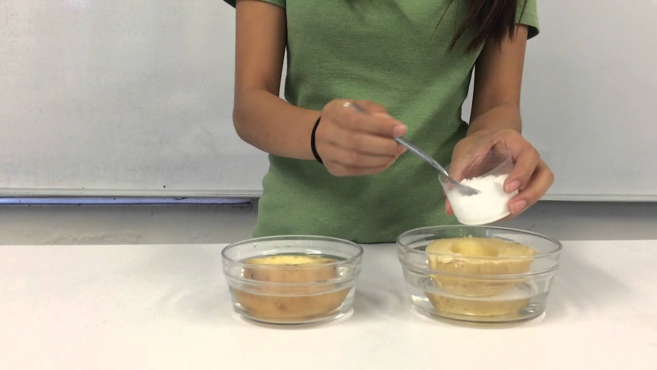 Experimento de Ósmosis YouTube