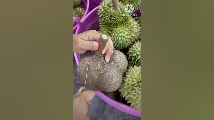 เนื้อของทุเรียนไร้หนามมันจะแน่นไหมมาดูกันเลย