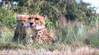 cheetah mum and babies by SCARCE WORLDWIDE 4,985 views 9 years ago 2 minutes, 30 seconds