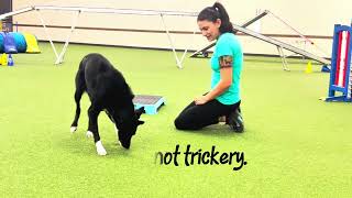 Do It When I Cue It; Stimulus Control for Agility Dogs DEMO