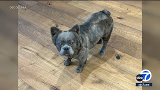 French bulldog stolen in crate from Pasadena home