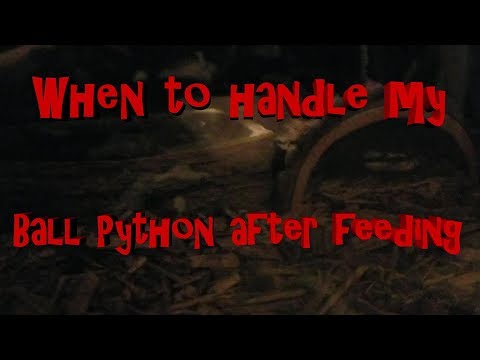 When to handle your Ball Python after feeding
