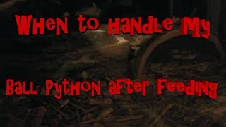 When to handle your Ball Python after feeding Net Worth