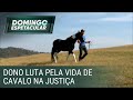 Cavalo vira centro de batalha judicial pela vida