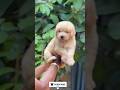 💗Golden retriever Male 14,000 ☎: 9363305523 #goldenretreiver #goldenretriever #goldenretrieverpuppy