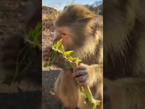 Japanese Macaque Enjoying Vegetables: ASMR Delight #monkey　#shorts