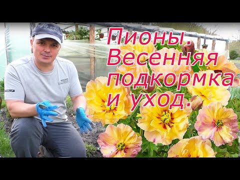 Пионы будут яркие и крупные! Весенняя подкормка и уход.