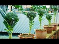 Transform Your Balcony into A Cauliflower Paradise With This Simple Technique