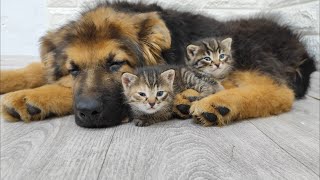 Cutest Scene Ever: Watch This German Shepherd Puppy and Kittens Bond! by Funny Pets 2,703 views 11 months ago 1 minute, 23 seconds