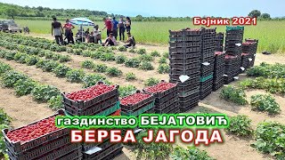 Берба јагода на газдинству Бејатовића