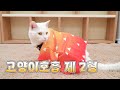 고양이 호흡 제 2형 | 고양이산책