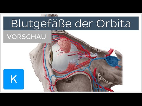 Blutgefäße der Orbita (Vorschau) | Kenhub