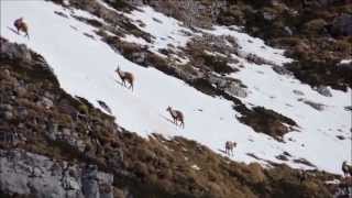 Acrobati nella neve - Il camoscio d&#39;Abruzzo