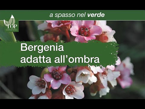 La Bergenia