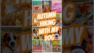 Autumn hike with Hazel dog 🍂 #doglife #travelvlog #hiking #dogshorts