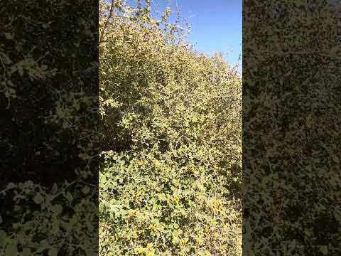 شجرة السدر البري السدر الضال سدر الفياض