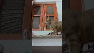 Pyaare bcche 😘🧿 #viralvideo #animallife #trending #pets #cat #dog #shortvideo