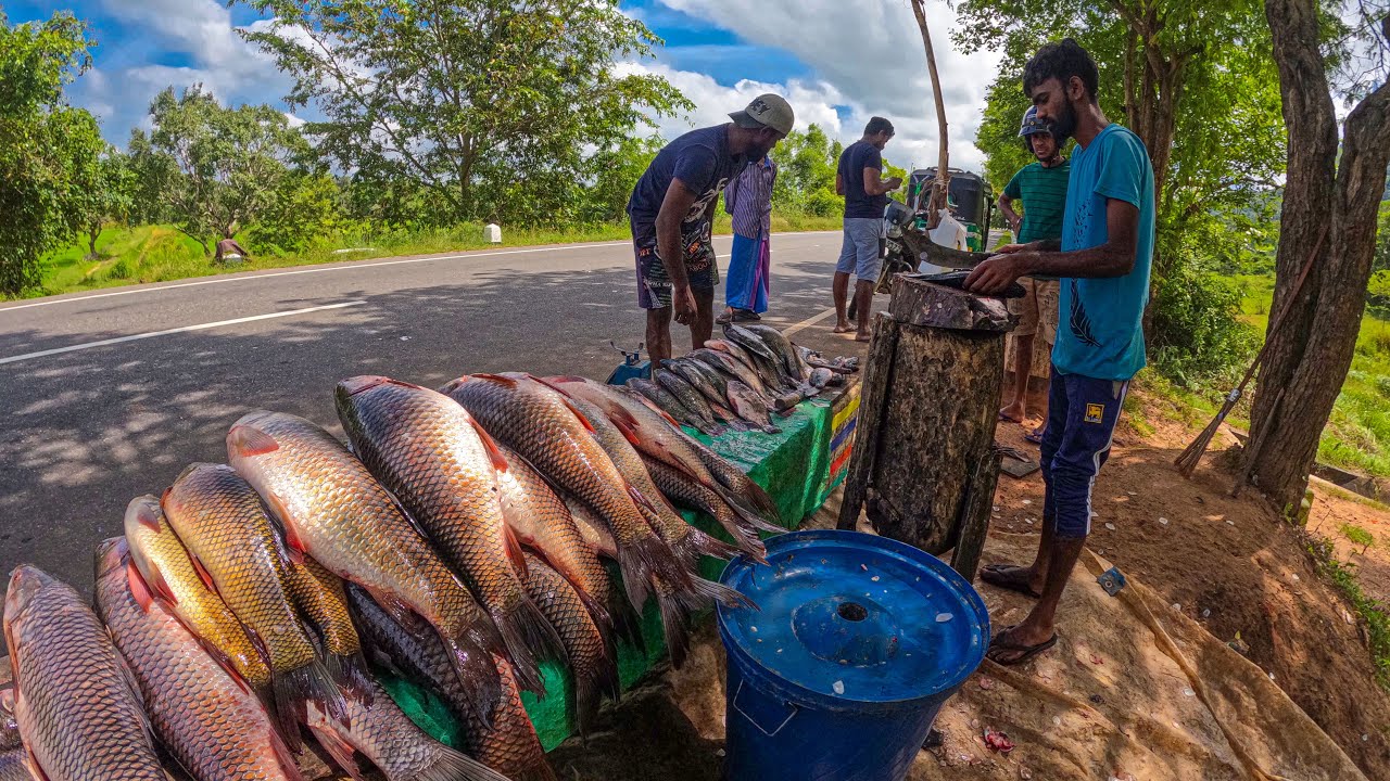 Wow!! Beautiful Fish Cutting Place In Sri Lanka Rohu Catla Tilapia ...