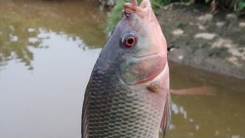 Câu cá rô,Cá tre và kết trong ao cực đã/ Bamboo fish and polar outcome in the extreme pond already