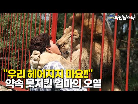 서커스단에서 구한 아기 사자 17년간 키웠던 사람 엄마, 재회의 순간 오열한 이유