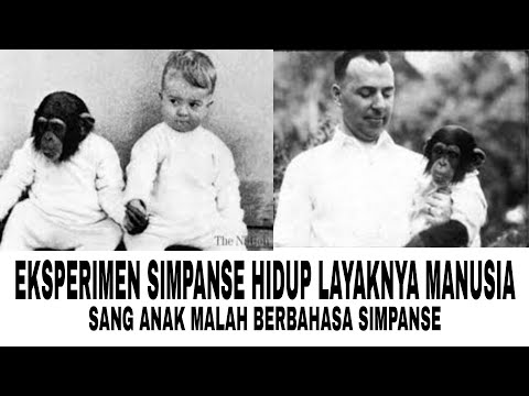 "Gua" si Simpanse dan Keluarga Manusia