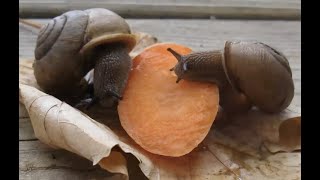 The Little-Known World of Land Snails - Virtual Event - Finger Lakes Land Trust & Marla Coppolino