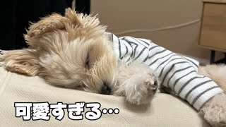 【可愛い】子犬の休日VLOG/puppy video