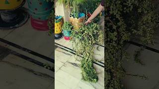 Beautiful Jade Pea Topiary